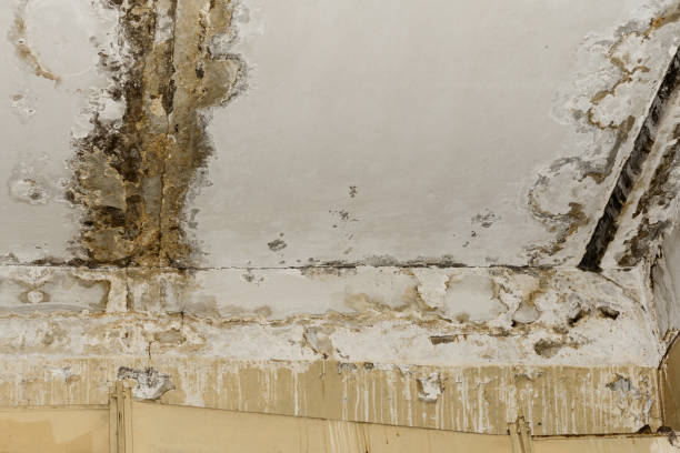 Best Water damage restoration process  in Mars, PA